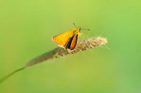 Skipper butterfly Stock Photos