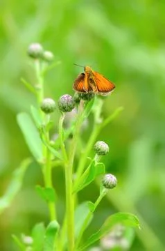 Skipper butterfly Stock Photos