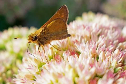 Skipper Butterfly Stock Photos