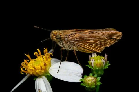 Skipper butterfly Stock Photos