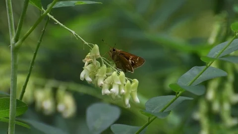 Skipper butterfly shitting Stock Footage 83464256