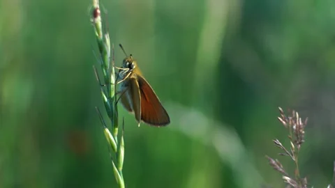 Skipper butterfly sits on a stem of grass and rests 库存影片 279941384
