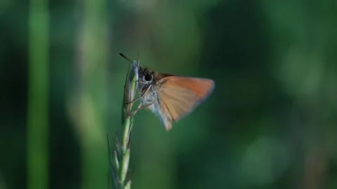 Skipper butterfly sits on a stem of grass and rests Stock Footage 279941607