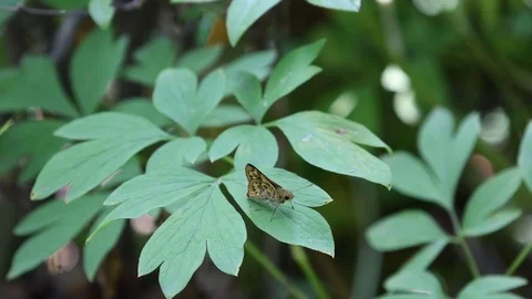Skipper butterfly sitting Stock Footage 83164461