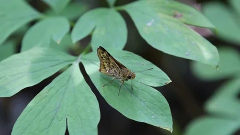 Skipper butterfly sitting Video stock 83164466