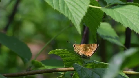 Skipper butterfly sitting Stock Footage 83464156
