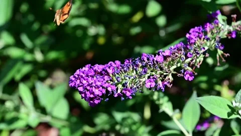 Skipper Butterfly taking off Stock Footage 249551565
