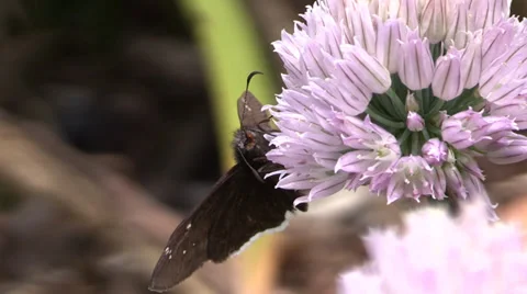 Skipper, Erynnis tristis, nectar Stock Footage 37490177