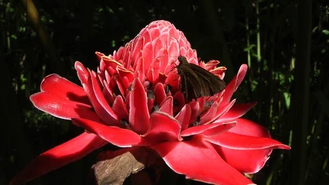 Skipper feeding on Torch Ginger Stock Footage 86228359
