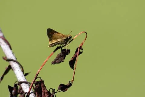 Skipper Stock Photos