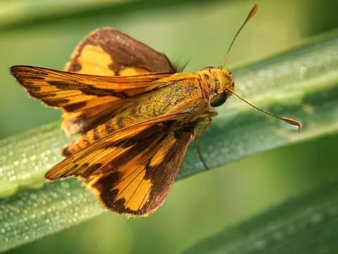 Skipper Stock Photos
