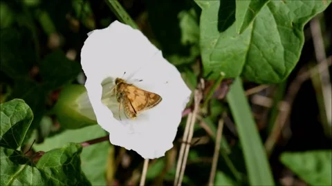 Skipper Pollinating a Morning Glory Stock Footage 209194501