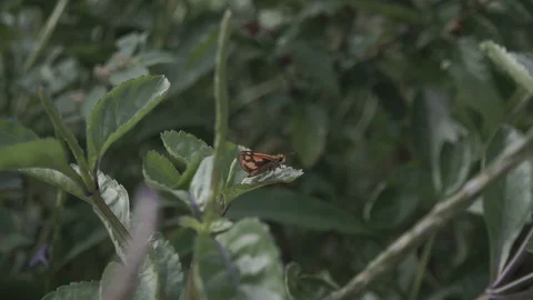 Skipper resting on small plant, windy and bokeh background Stock-Footage 112754650
