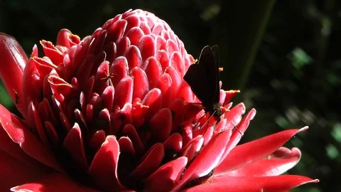 Skipper on Torch Ginger 스톡 동영상 86228328