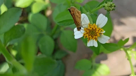 The Skippers Video stock 259129272