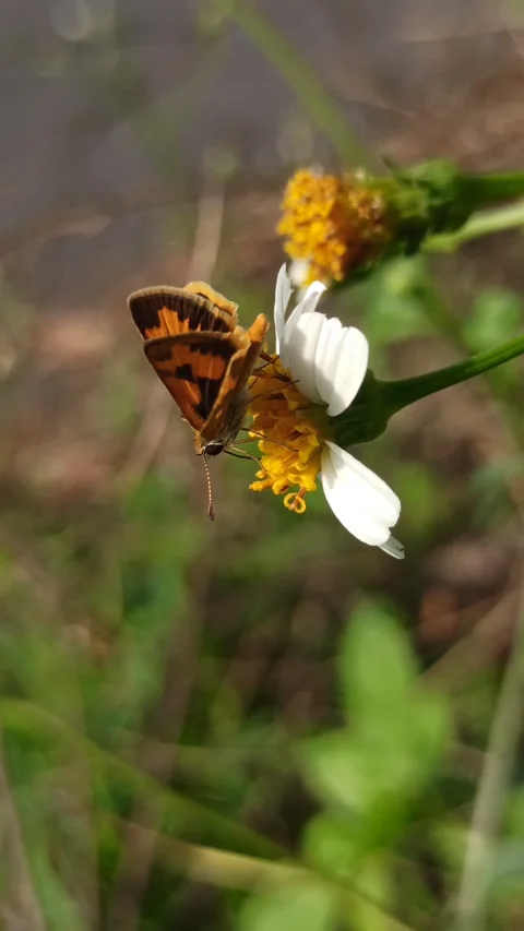 The Skippers Video stock 259129669