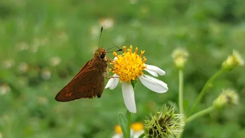 The Skippers Stock Footage 268722809