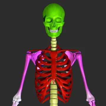 Skleton Stock Illustration