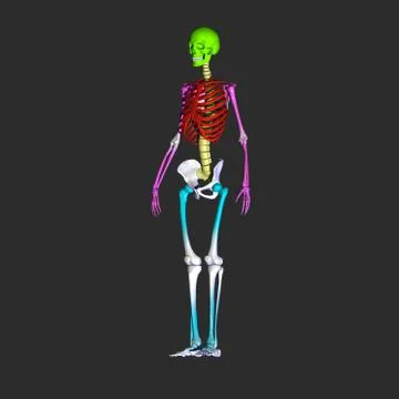 Skleton Stock Illustration