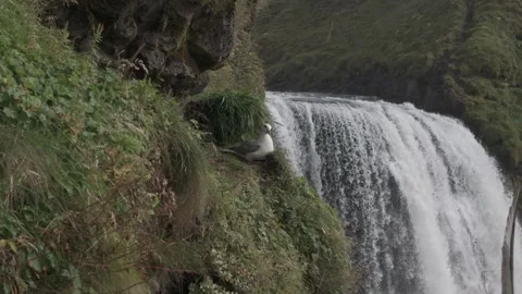 SKOGAFOSS WATERFALL Stock-Footage 328151989