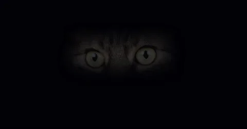 Skogkatt Domestic Cat, Portrait of Adult, Real Time 4K, Moving image Stock Footage