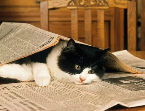 SKOGKATT Stock Photos