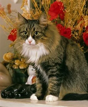 SKOGKATT Stock Photos