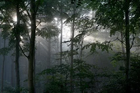 Skov8453 Foto stock
