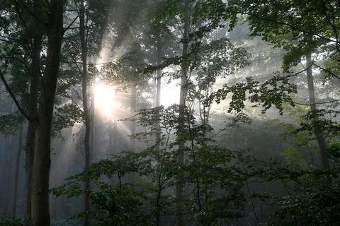 Skov8462 Foto stock
