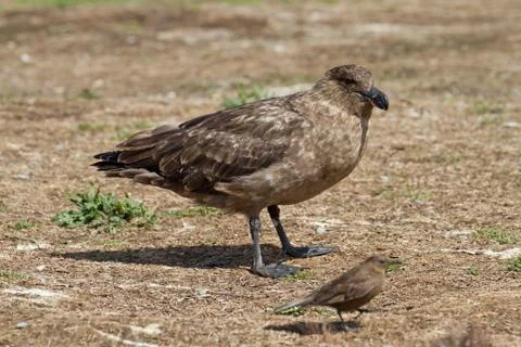 Skua Stock Photos
