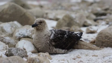 Skuas in the Antarctica Stock Footage 92489052