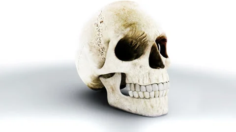 Skull 02 Stock Footage 32154543