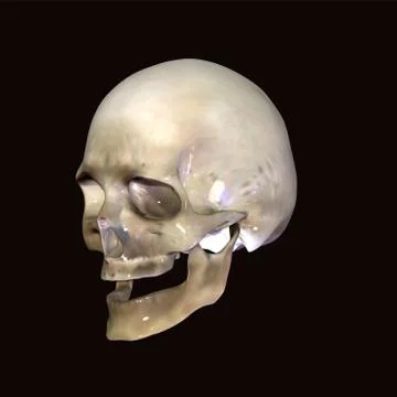 Skull 3d Stock Illustration