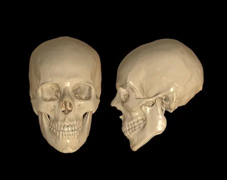 Skull 3D Rendering image . Stock-Illustration