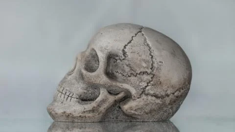 Skull 4 Stock Photos