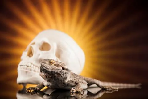 Skull, Agama bearded, lizard background Free Stock Photos