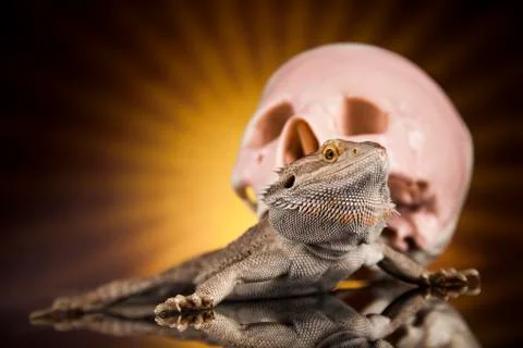 Skull, Agama bearded, lizard background Free Stock Photos