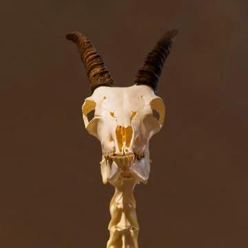 Skull of an Alpine ibex Stock Photos