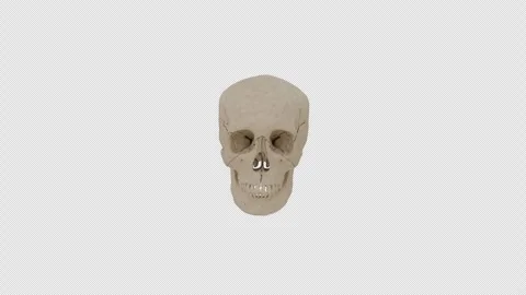Skull Anatomy Exploded Bone View Stock Footage 325020058