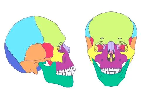 Skull anatomy Stock Illustration