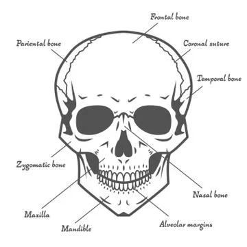 Skull anatomy at white background Illustration