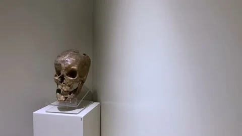 Skull of ancient king midas on display in museum Stock Footage 237283969