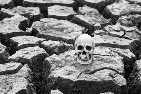 The skull and aridity Stock Photos