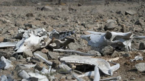 Skull and Bones of Dead Animals on Desert Ground. Cow Carcass in the Sun. Stock Footage 147046451