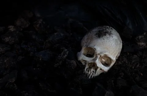 Skull and bones digged from pit in the scary graveyard  / Still life and art  Stock Photos
