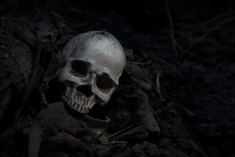 Skull and bones digged from pit in the scary graveyard  / Still life and art  Stock Photos