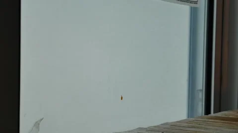 Skull and book on table, pumpkin have indoor light 스톡 동영상 55644078