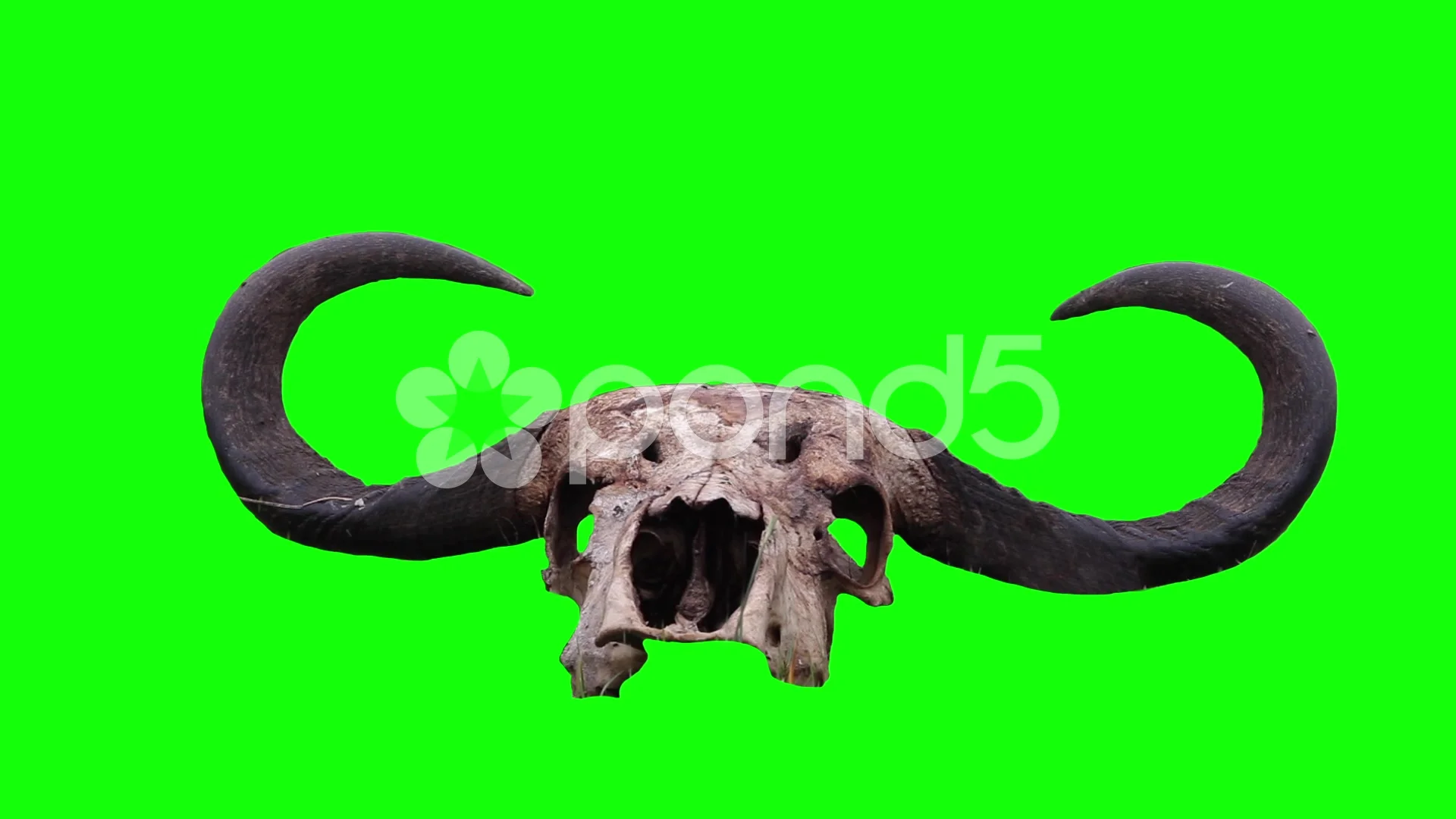 Buffalo Bills Logo on a Green Screen  FREE HD GreenScreen (No copyright) 