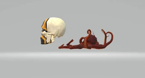 Skull and Octopus Video stock 216333777