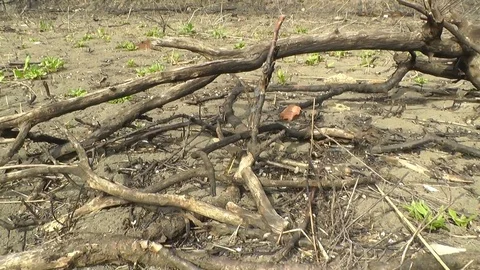 Skull and scorched earth Stock Footage 74577053